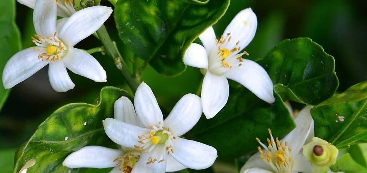 Neroli helpt bij het verwijderen van spataderen